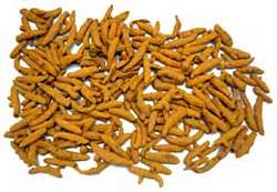 Indian Turmeric
