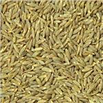 Cumin Seeds Whole
