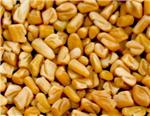 Fenugreek Seeds