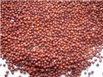 Ragi
