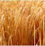 Barley